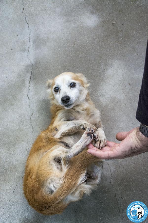 Tessy e Tom: cuore a quattro zampe (anzi, otto) Foto 7